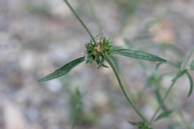 Galéopsis à feuilles étroites, Filasse bâtarde Galeopsis angustifolia Ehrh. ex Hoffm., 1804