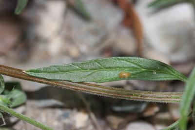 Galéopsis à feuilles étroites, Filasse bâtarde Galeopsis angustifolia Ehrh. ex Hoffm., 1804