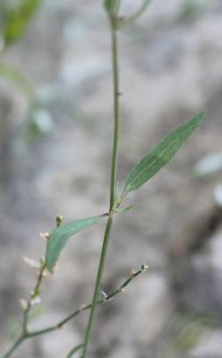 Arroche étalée Atriplex patula L., 1753
