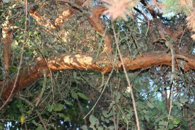 Pin sylvestre Pinus sylvestris L., 1753