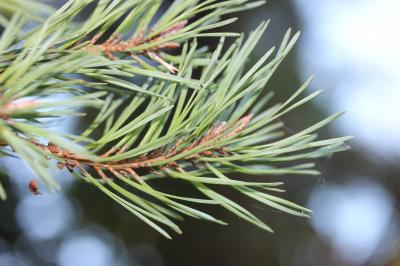 Pin sylvestre Pinus sylvestris L., 1753