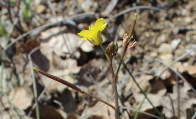 Diplotaxe des murs, Roquette des murailles Diplotaxis muralis (L.) DC., 1821