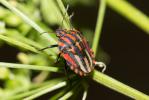 Punaise arlequin Graphosoma italicum (O.F. Müller, 1766)