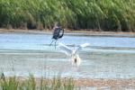 Aigrette garzette Egretta garzetta (Linnaeus, 1766)