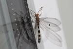  Megistopus flavicornis (Rossi, 1790)