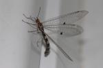  Megistopus flavicornis (Rossi, 1790)