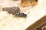  Bembecinus tridens (Fabricius, 1781)