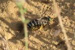  Bembix rostrata (Linnaeus, 1758)