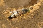  Bembix rostrata (Linnaeus, 1758)