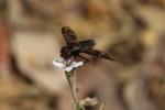  Exoprosopa jacchus (Fabricius, 1805)