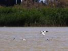 Avocette élégante Recurvirostra avosetta Linnaeus, 1758