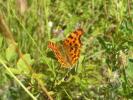 Gamma (Le), Robert-le-diable (Le), C-blanc (Le), D Polygonia c-album (Linnaeus, 1758)
