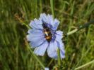 Mylabre variable Mylabris variabilis (Pallas, 1781)