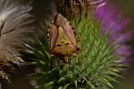  Carpocoris mediterraneus Tamanini, 1959