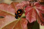 Deraeocoris schach (Fabricius, 1781)