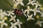 Attagène à trois bandes Attagenus trifasciatus (Fabricius, 1787)