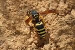  Paragymnomerus spiricornis (Spinola, 1808)