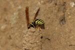  Paragymnomerus spiricornis (Spinola, 1808)