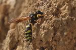  Paragymnomerus spiricornis (Spinola, 1808)