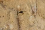  Paragymnomerus spiricornis (Spinola, 1808)