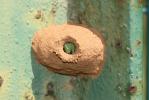  Delta unguiculatum (Villers, 1789)