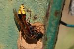  Delta unguiculatum (Villers, 1789)