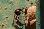  Delta unguiculatum (Villers, 1789)