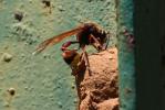  Delta unguiculatum (Villers, 1789)