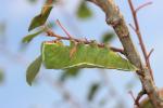 Grande Queue-Fourchue (La) Cerura vinula (Linnaeus, 1758)