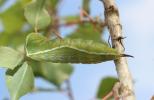 Grande Queue-Fourchue (La) Cerura vinula (Linnaeus, 1758)