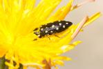  Acmaeodera degener (Scopoli, 1763)