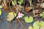 Nénuphar blanc, Lys des étangs Nymphaea alba L., 1753