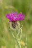 Centaurée à une fleur Centaurea uniflora Turra, 1765