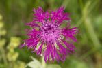 Centaurée à une fleur Centaurea uniflora Turra, 1765