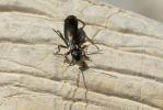  Anechura bipunctata (Fabricius, 1781)