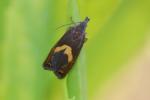  Dichrorampha petiverella (Linnaeus, 1758)