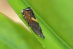  Dichrorampha petiverella (Linnaeus, 1758)
