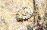 Ochterus marginé Ochterus marginatus (Latreille, 1804)