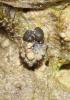 Ochterus marginé Ochterus marginatus (Latreille, 1804)