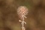 Trèfle fausse-bardane Trifolium lappaceum L., 1753