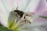  Systropha curvicornis (Scopoli, 1770)