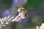 Anthidium florentinum (Fabricius, 1775)