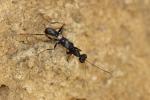  Neodryinus typhlocybae (Ashmead, 1893)