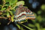 Nymphale de l'Arbousier (La), Jason (Le), Pacha à  Charaxes jasius (Linnaeus, 1767)
