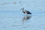 Aigrette garzette Egretta garzetta (Linnaeus, 1766)