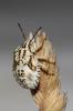  Carpocoris pudicus (Poda, 1761)