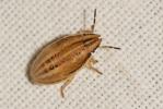 Punaise à tête allongée Aelia acuminata (Linnaeus, 1758)