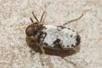  Dermestes undulatus Brahm, 1790