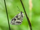 Demi-Deuil (Le), Échiquier (L'), Échiquier commun  Melanargia galathea (Linnaeus, 1758)