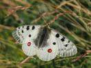 Apollon (L'), Parnassien apollon (Le) Parnassius apollo (Linnaeus, 1758)